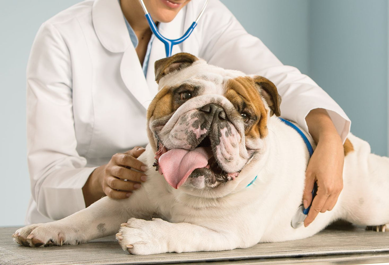 Pet Health & Recovery