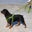  No Pull Step in Dog Harness & Walking Leash Set